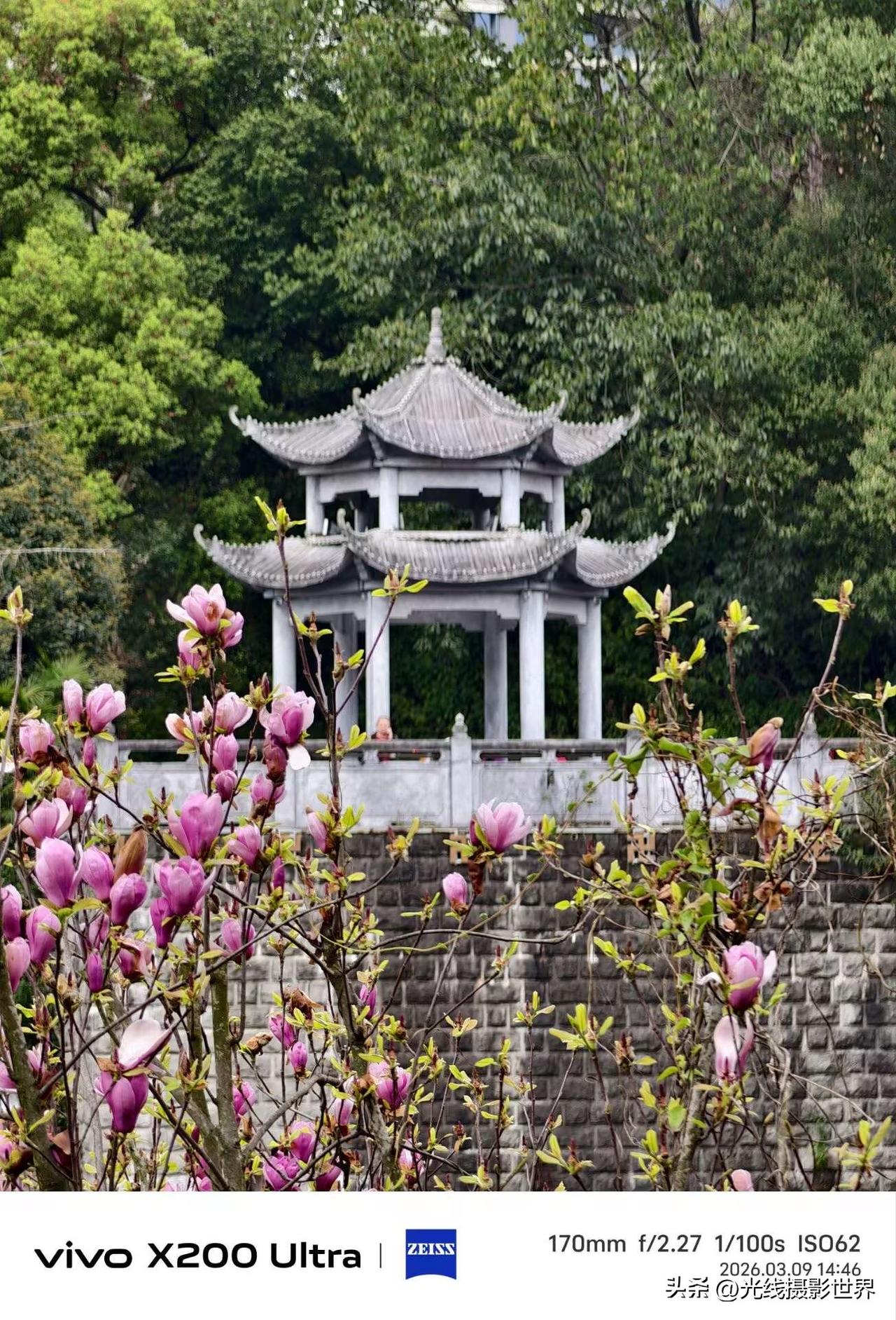 真没想到，重庆的春天赏花旺季，高潮即将结束！3月9日，我来到重庆华岩寺，亲眼看到