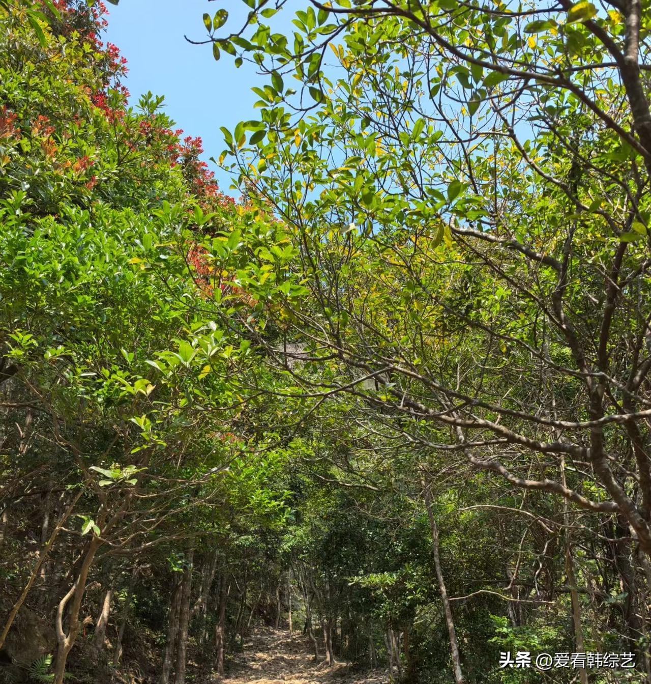 春日生活打卡季石阶小径浸在林叶的荫里，日光漏成碎金，风裹着新绿的潮气漫过肩头。梢