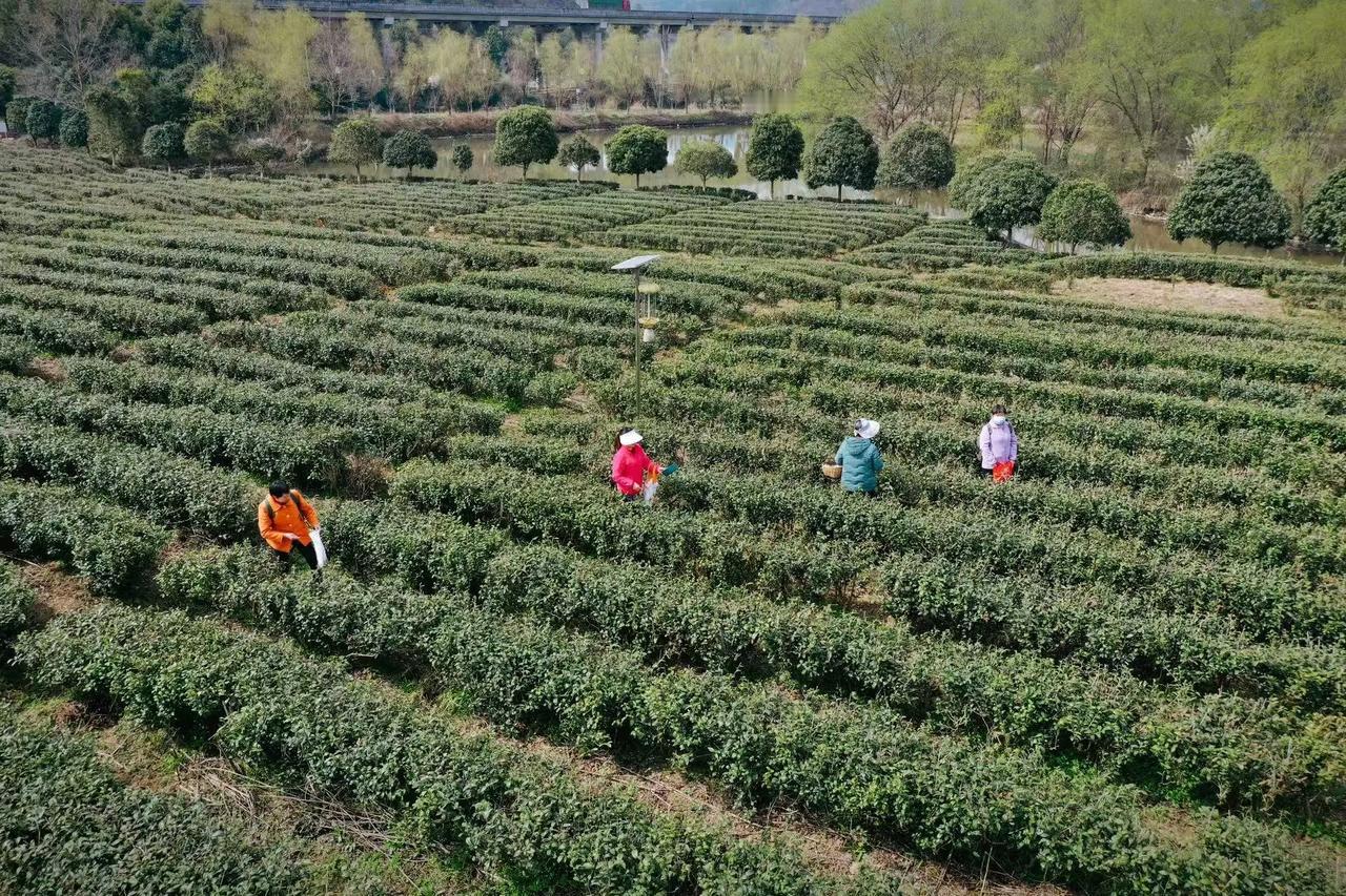 汉中仙毫春天第一口鲜又是一年春光好，春茶采摘正当时。踏入茶园，连绵的茶树层层叠叠