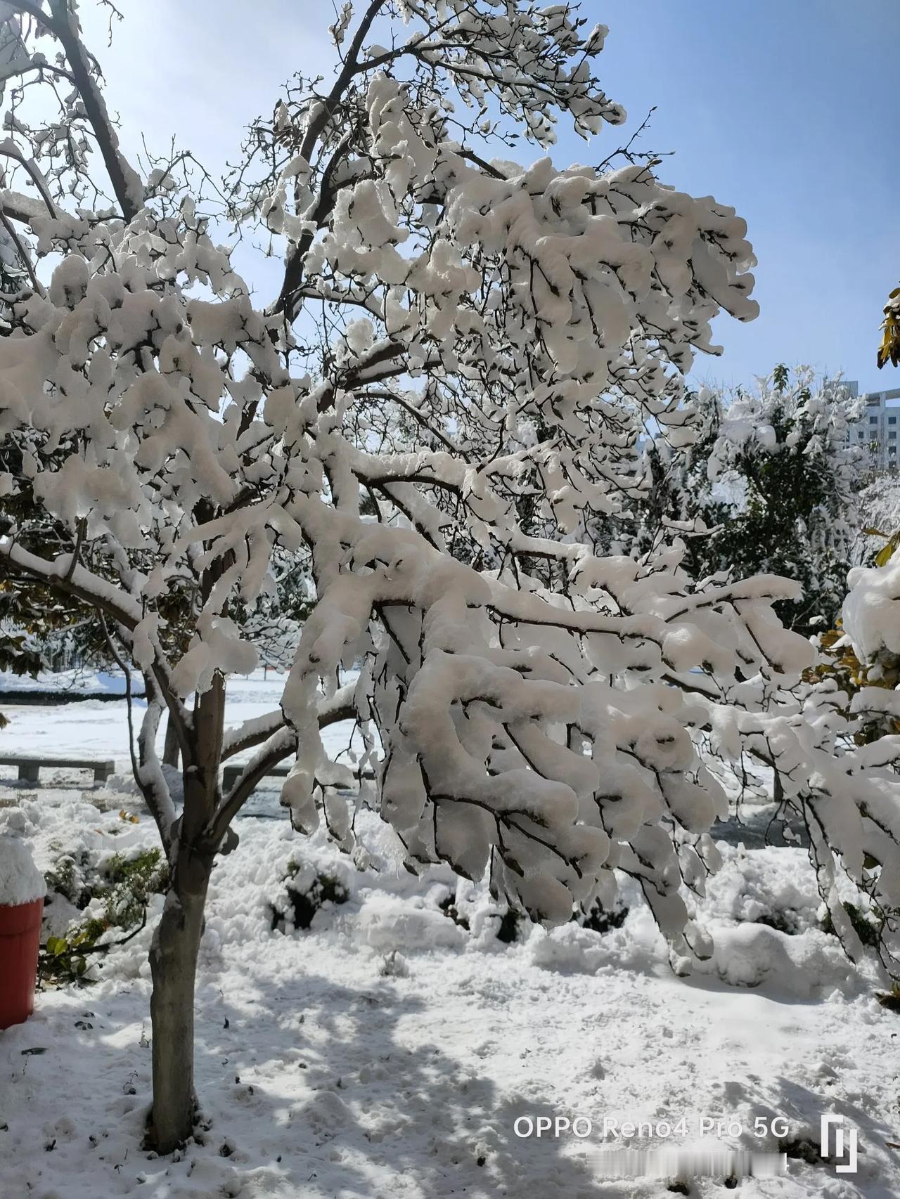 阳春三月的雪景，你能想象这是在山东淄博吗[灵光一闪][锦鲤到来][锦鲤到来][灵