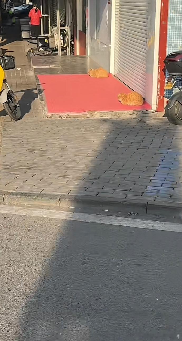 这是招财猫上岗了吗