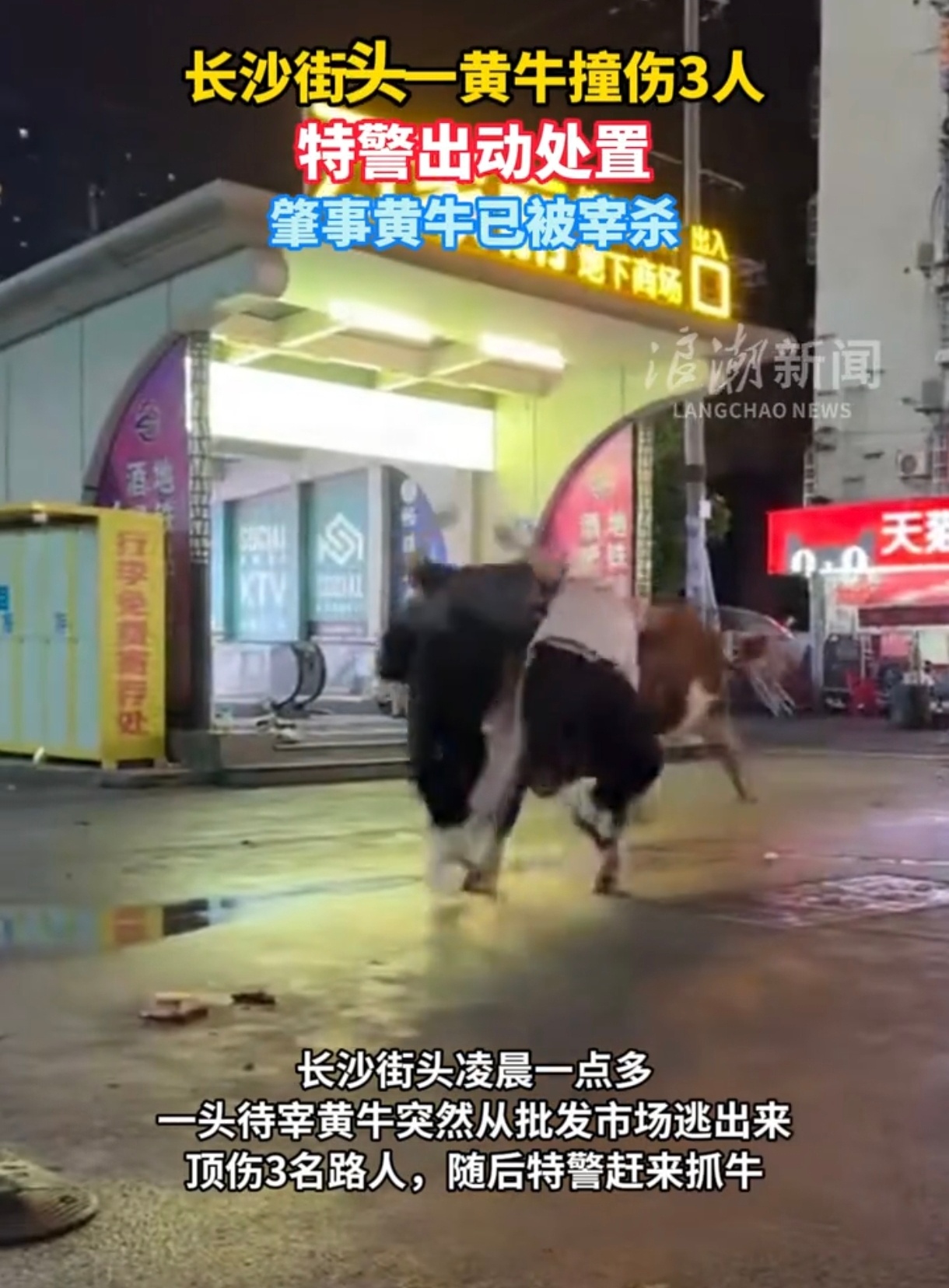 肇事黄牛已被宰杀……