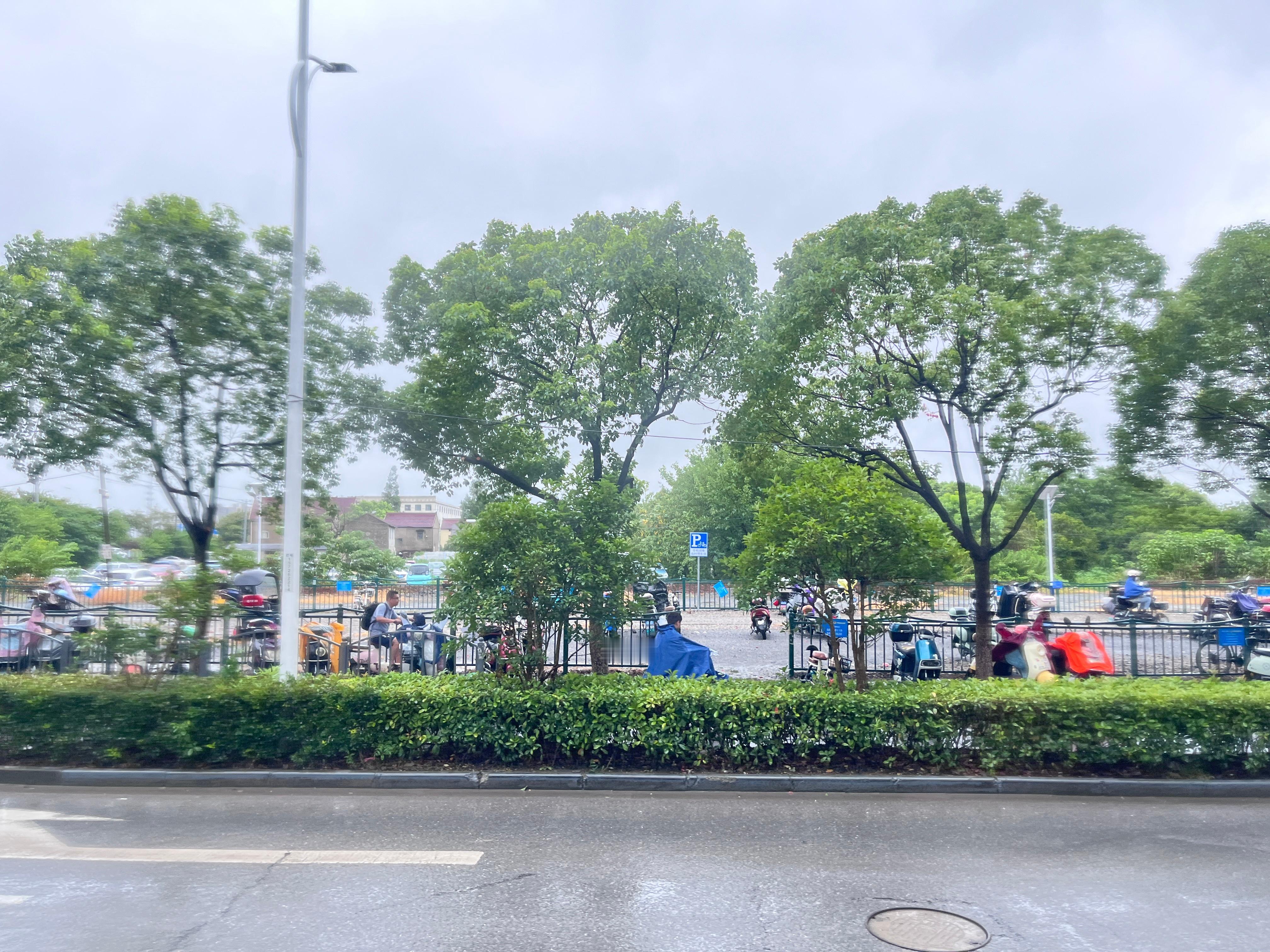 台风竹节草回到上海了，刚出地铁站这会只有风没有雨，公司通知🌀放假一天，可以在家