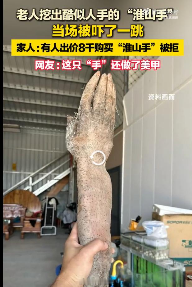 村民挖出长指甲盖的手掌山药我一看还以为是挖到了内塔尼亚胡的手 