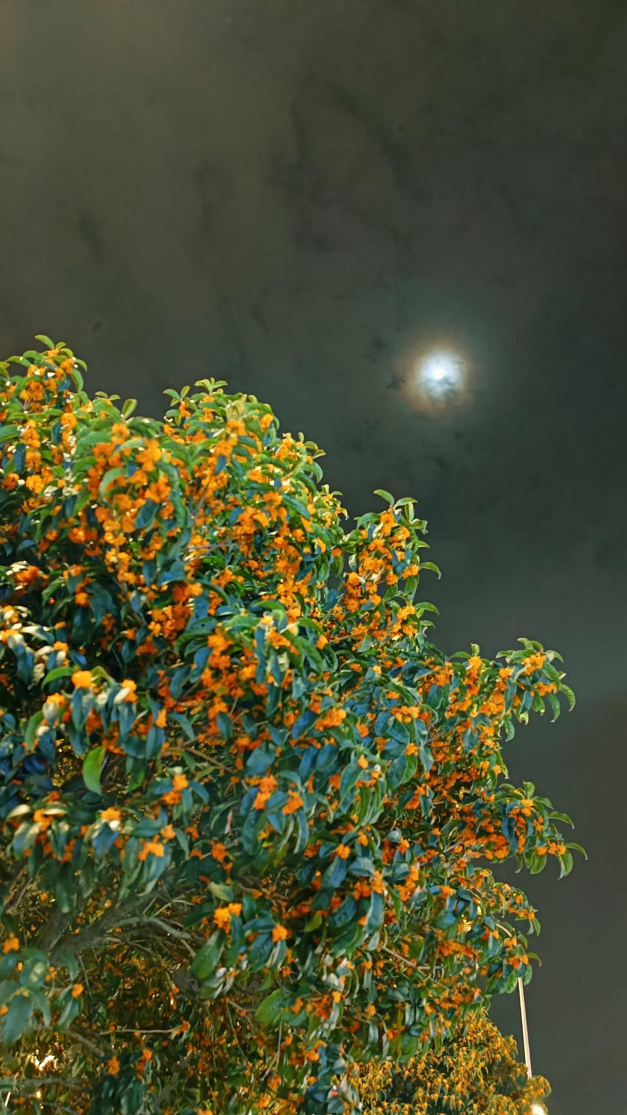 桂影
——记一次夜访秋香

晚风路过时撞碎了月光，
银亮的碎屑洒在墨绿的叶间。