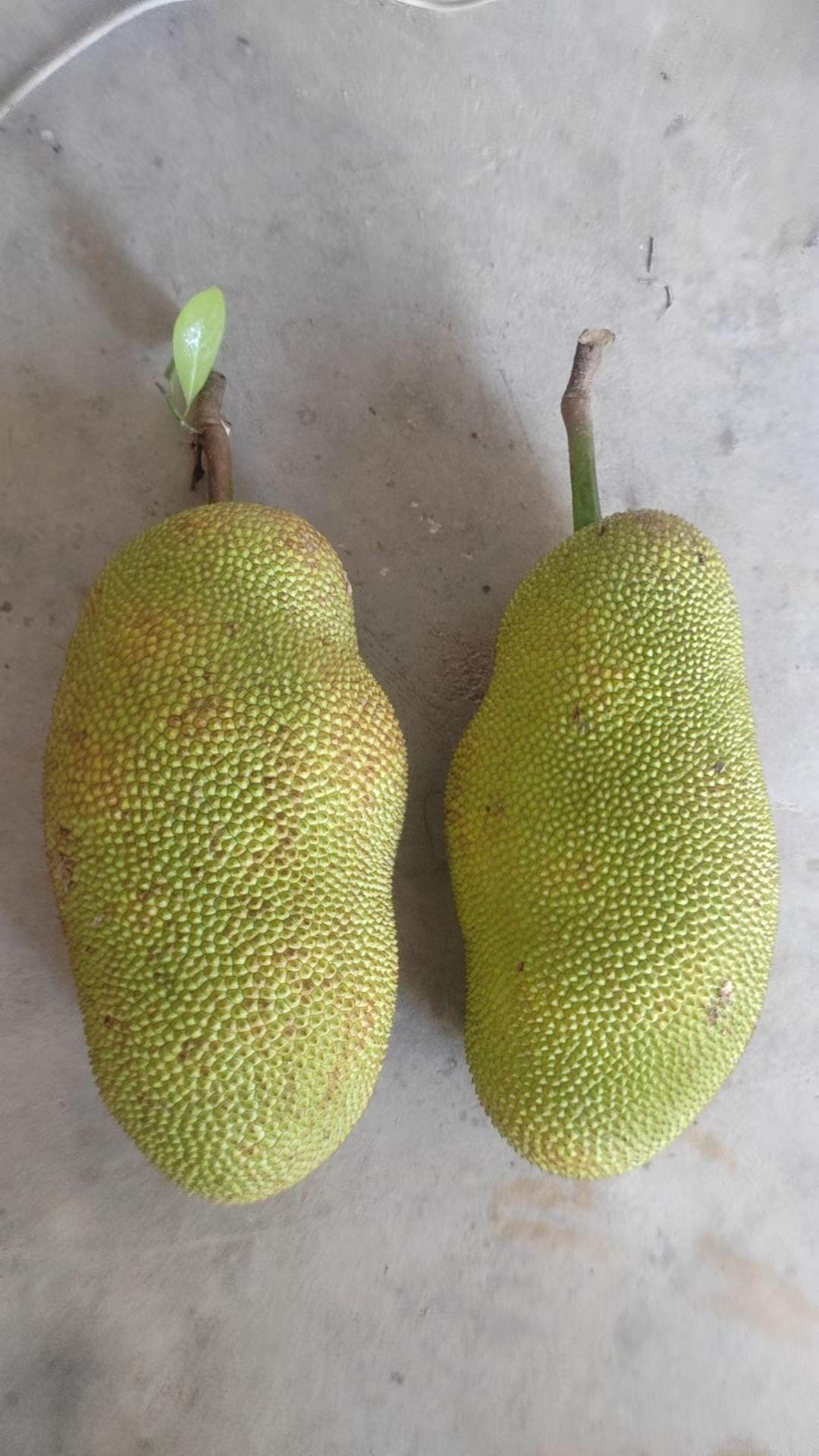 榴莲菠萝蜜