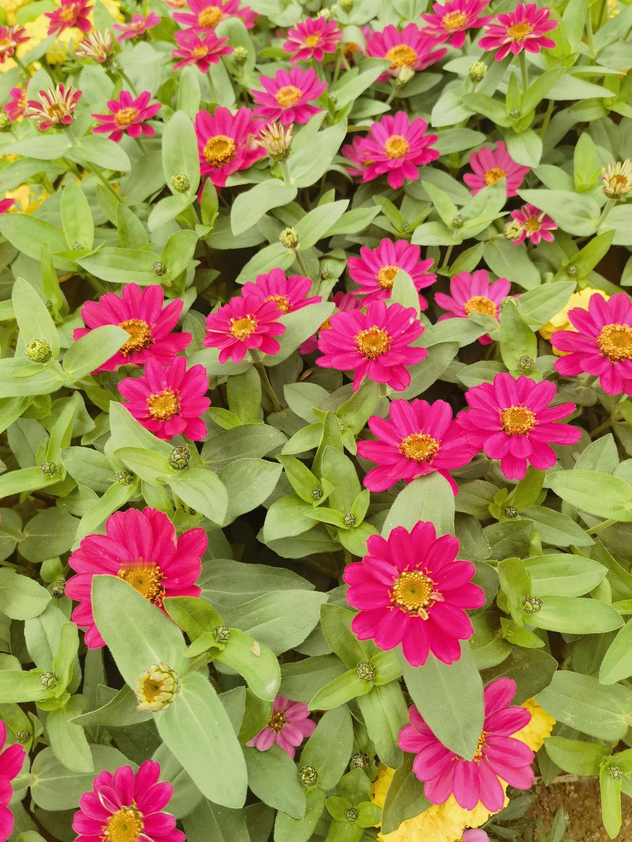 今天的花儿为什么这样鲜，因为她正盛开在春天！