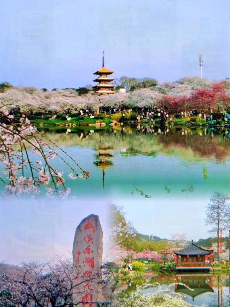 ‌花事连绵从樱雪到杜鹃的视觉交响‌，春季东湖的花事是一场接一场的接力。三月下旬至
