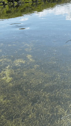 好不容易钓上一条🐟
差点被🦈抢走！