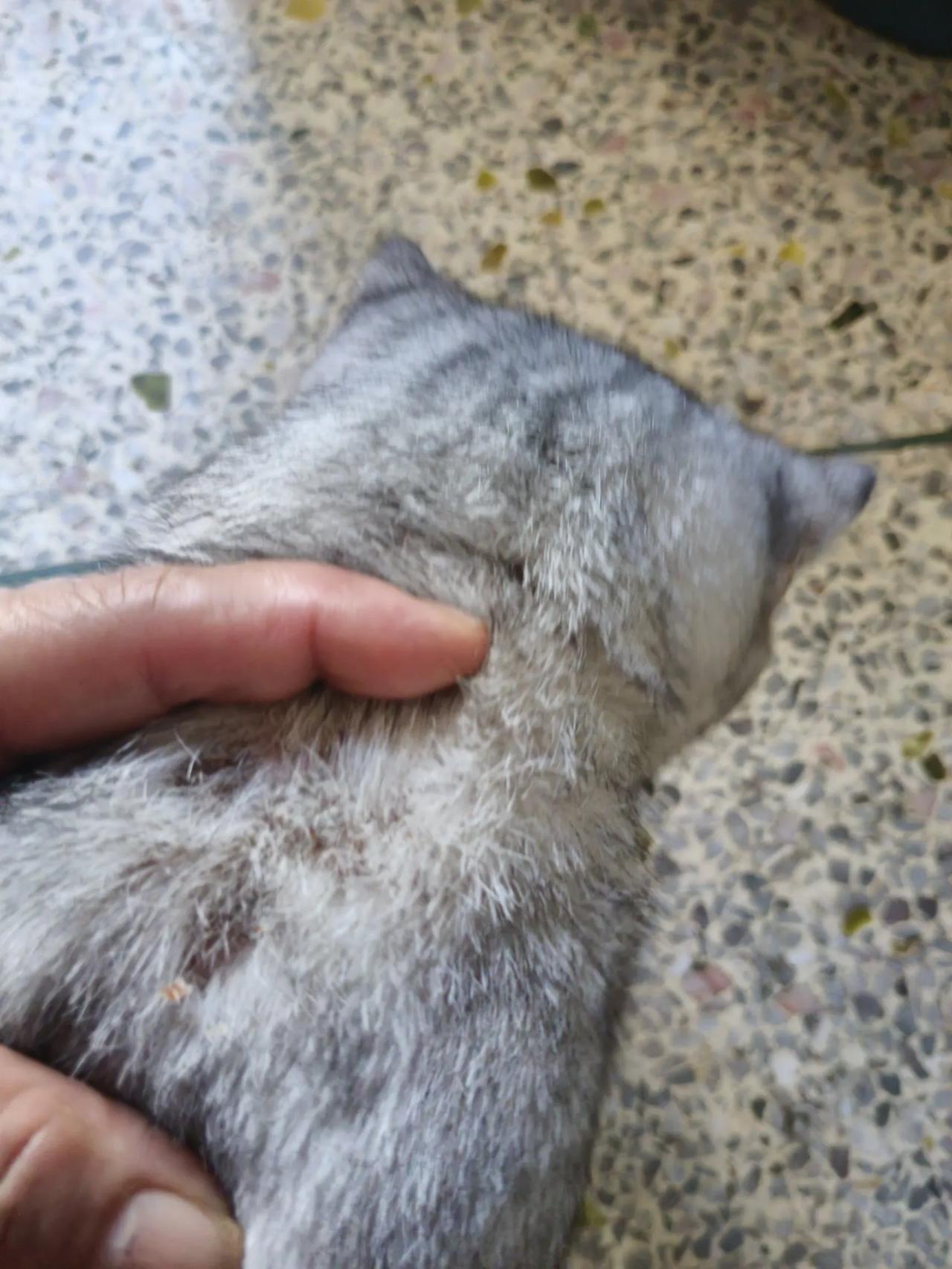 看看我家的猫孩子脖子上抓成什么样了，都是伤口，看着真心疼，猫咪爪子多厉害呀，身上