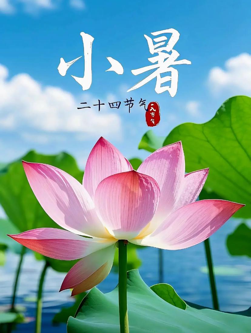 🌺2026./7.7.昼长风柔.福伴朝夕🌺

🌈🌴清晨霞光洒满盛夏原野，
