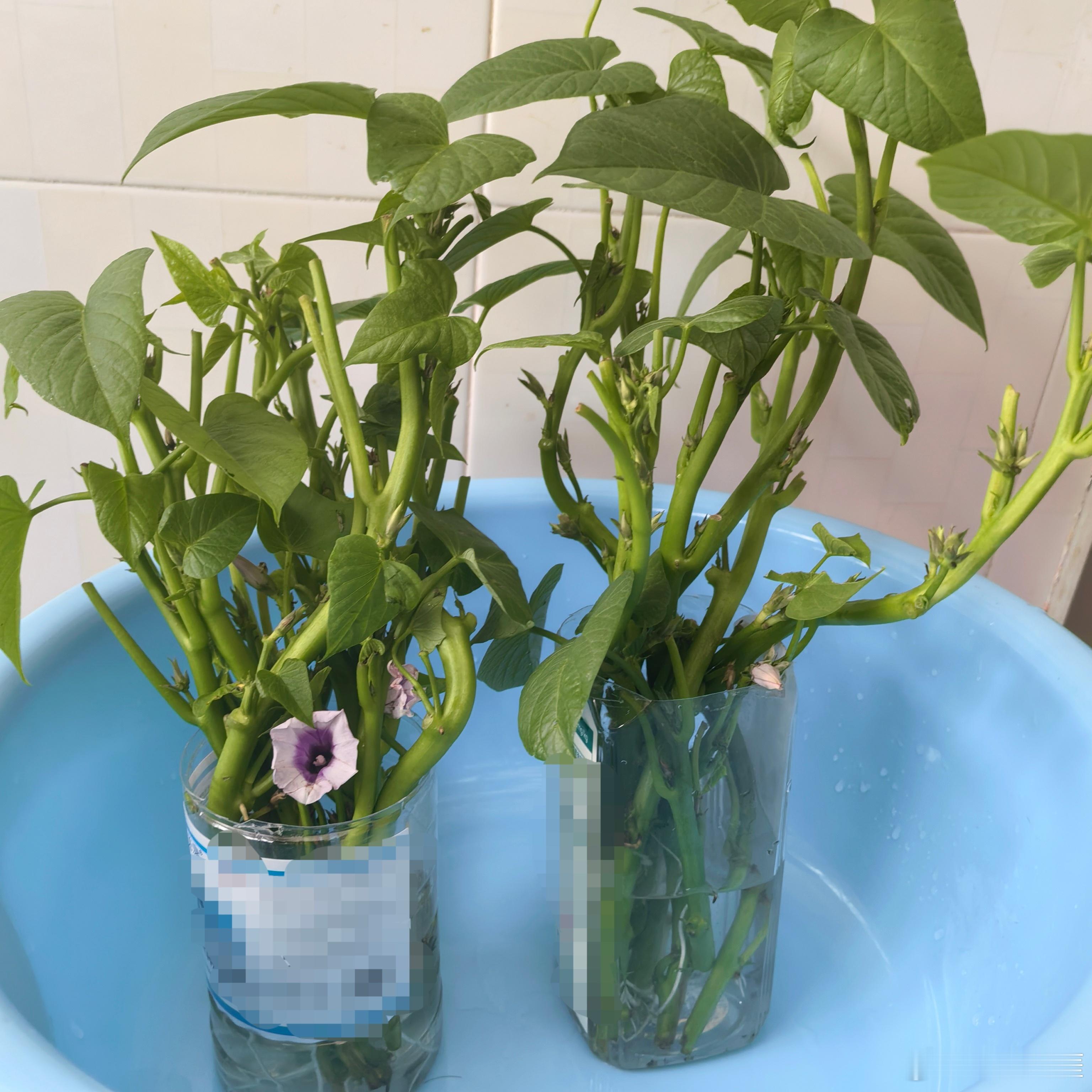 养的地瓜叶开花了，还长出了根生活手记