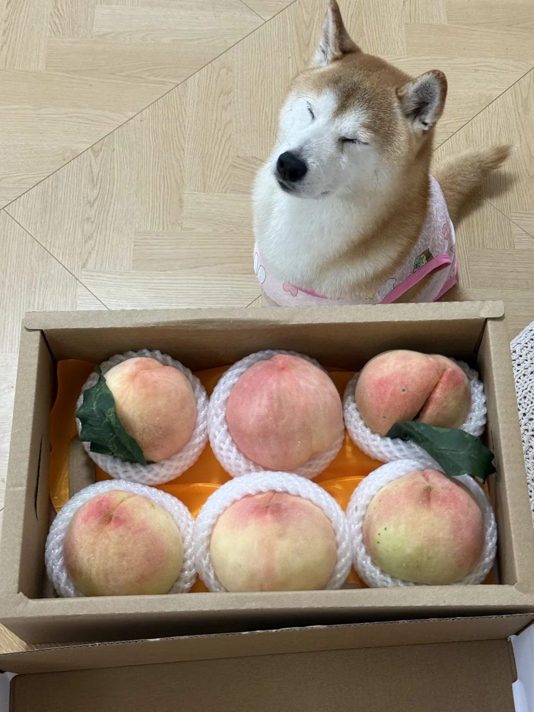 无锡火车站附近买的阳山水蜜桃🍑，正宗吗？