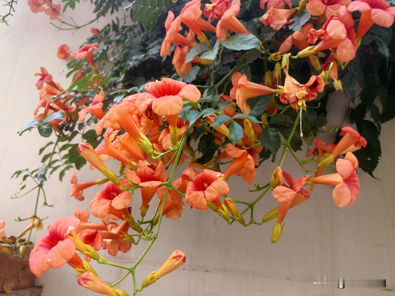 凌霄花，别名紫葳、五爪龙。一串橙色的花挂在墙上，真好看！