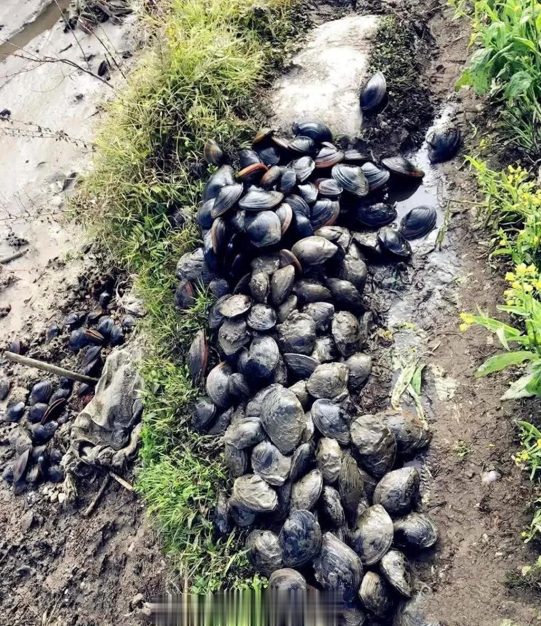 广西网友鱼塘捡的，这里面有珍珠吗？[并不简单] ​​​