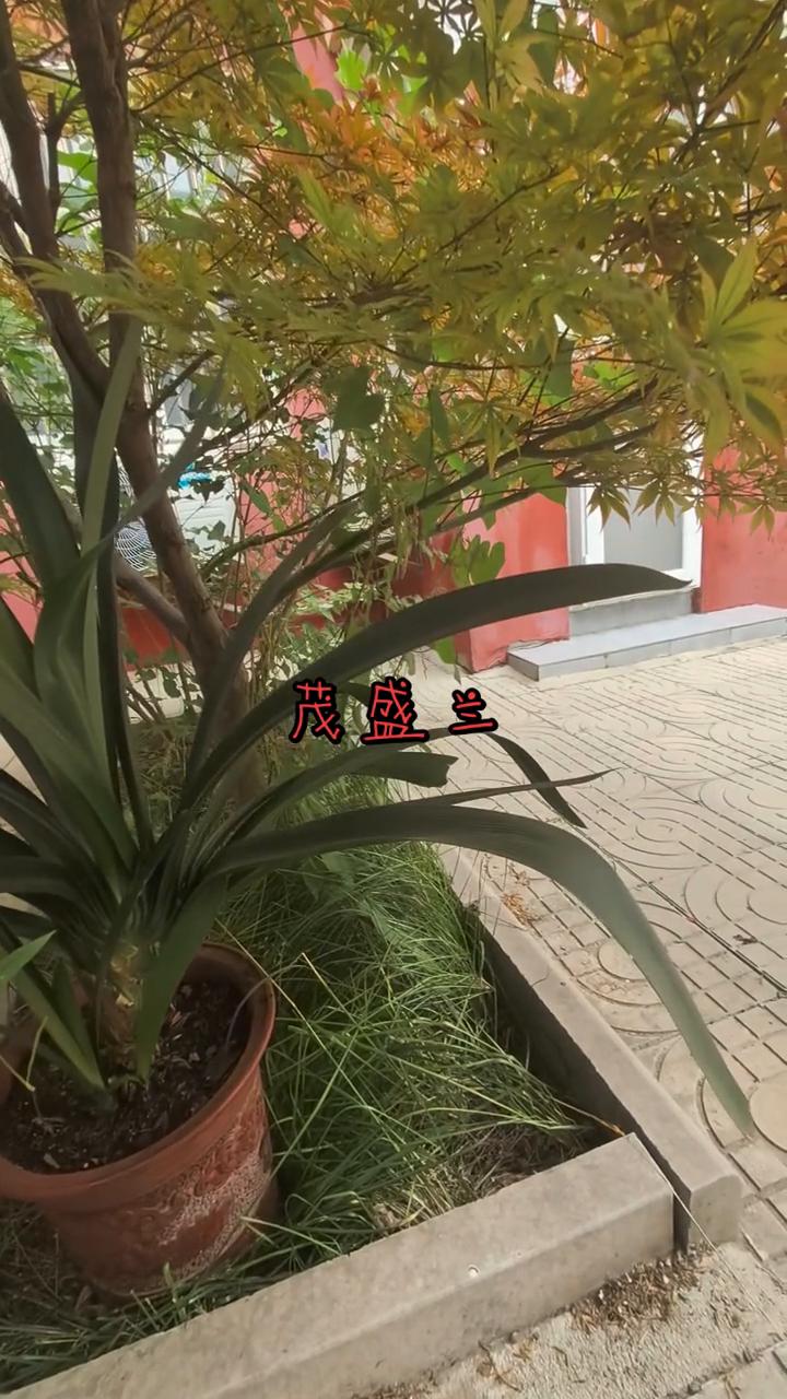 茂盛兰。