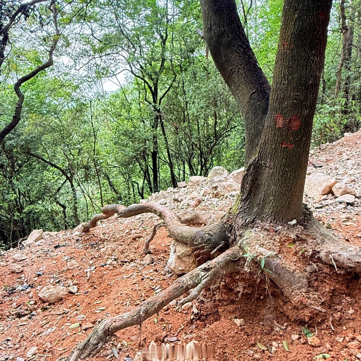 广州一大山遭大规模挖水晶坑洼遍地看到这事儿真的挺让人心疼的。本来大家想带孩子去户
