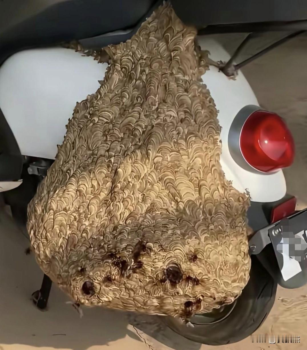 这辆车最起码一周没动了～～马蜂窝都这么大了。