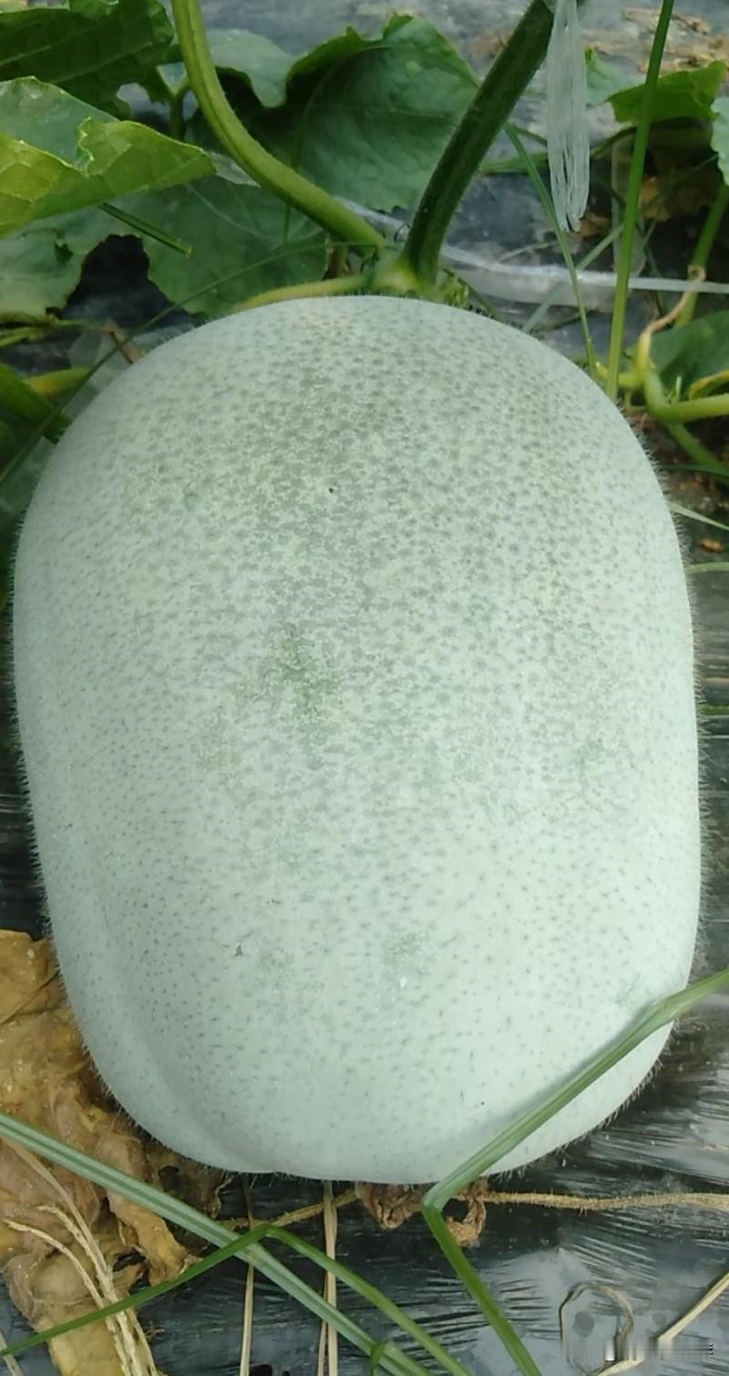 这个怎么做好吃？