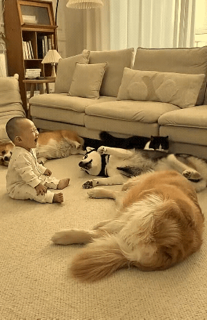 不愧是二哈，就是喜欢被打脸！