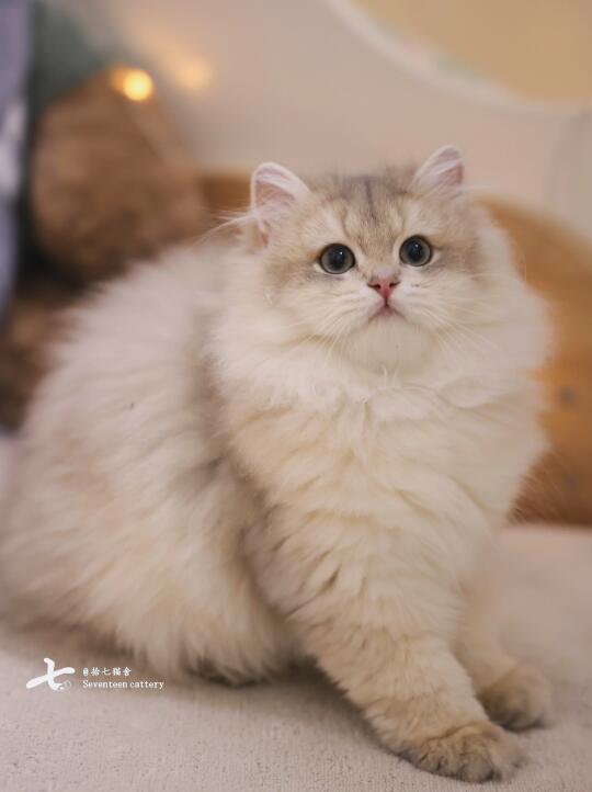 咦，这个饭团猫没发过