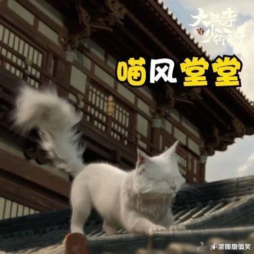 #人心险恶给猫上一课# 初入职场就背锅，期待后面的大反转～这一刻真的是感觉到剧情