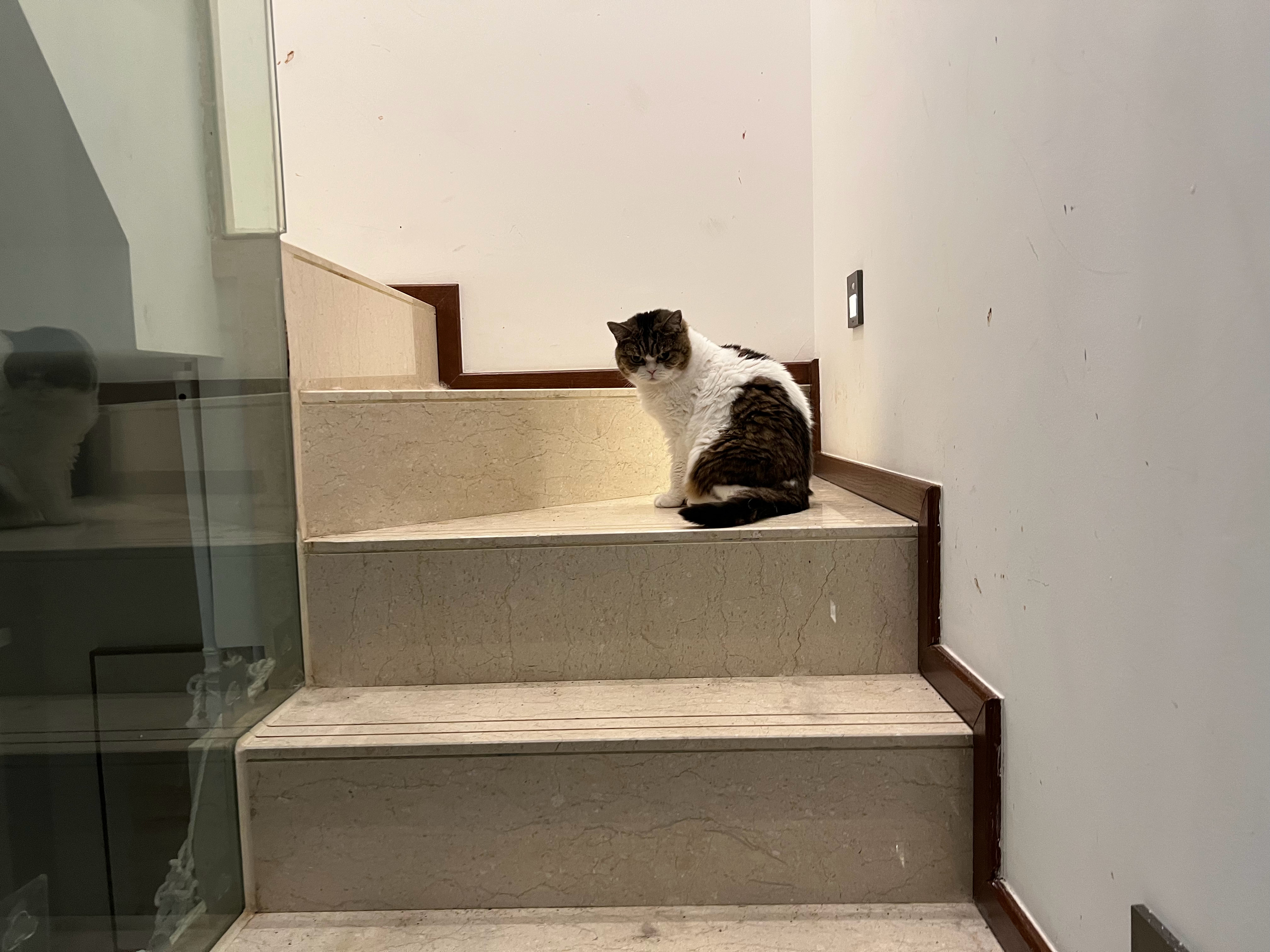 今日楼层值班小猫萌宠c位计划