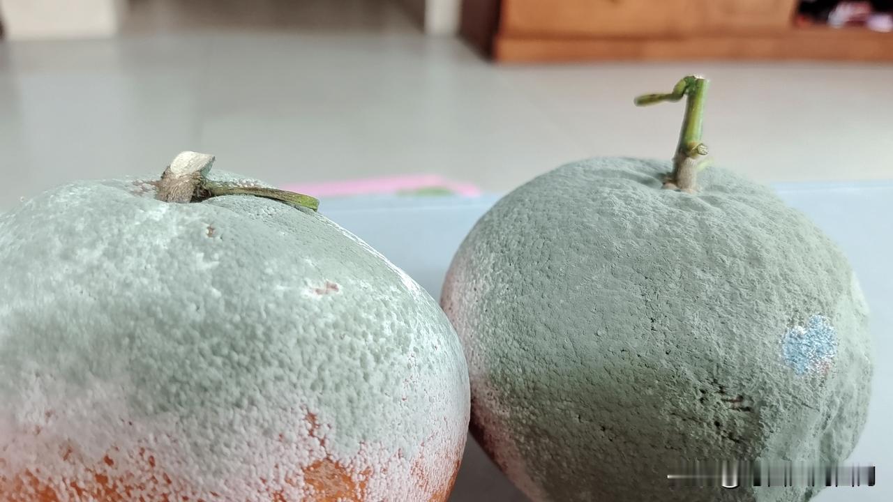 我有两个发霉的橘子，看着可怕。
曾经看到山东有一位女子以500块钱的价钱卖出一个