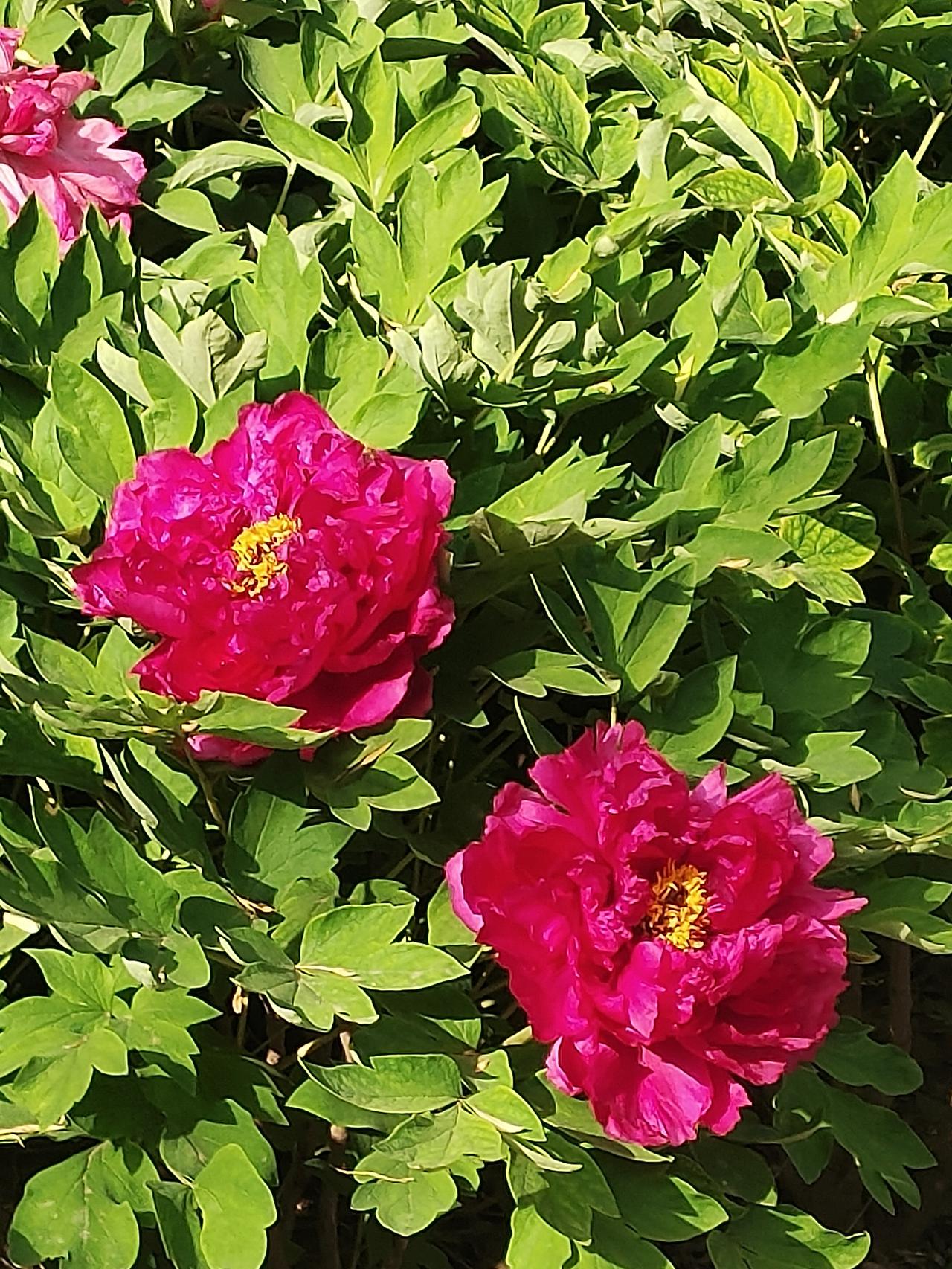 今年春天最想实现的心愿