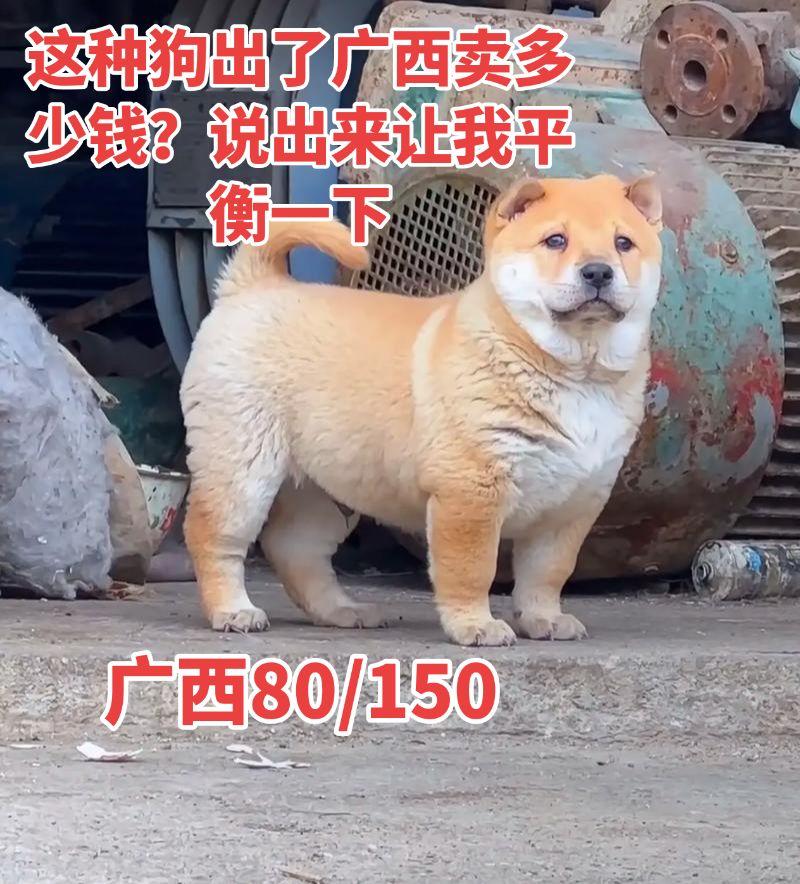 为什么？广西的白面在外面卖那么贵中华田园犬 中华小土狗 中华田园小土狗 养一只小