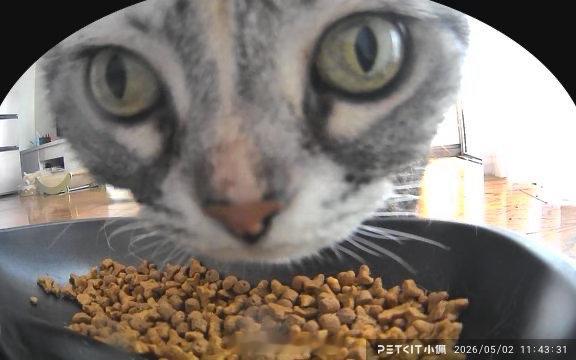 莫名其喵  之前在群里发猫喂食器拍到的猫吃饭片段，群友：这有什么好看的。我：那些