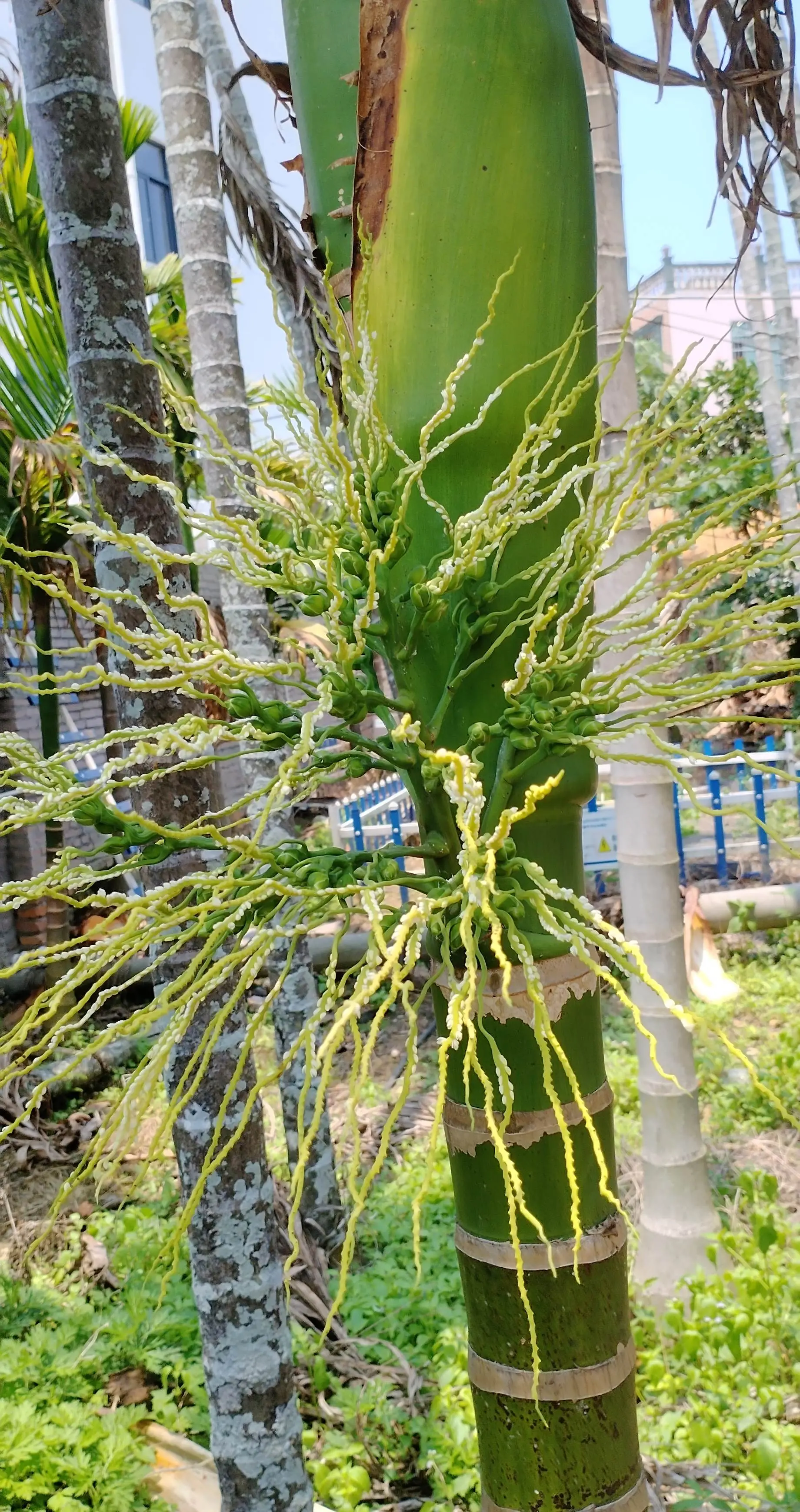 有谁知道这是什么 植物