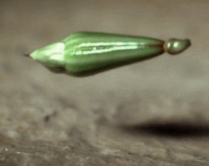 知道植物大战僵尸里，
为什么用豌豆做射手了吧？
这豆荚爆开的威力果然不小