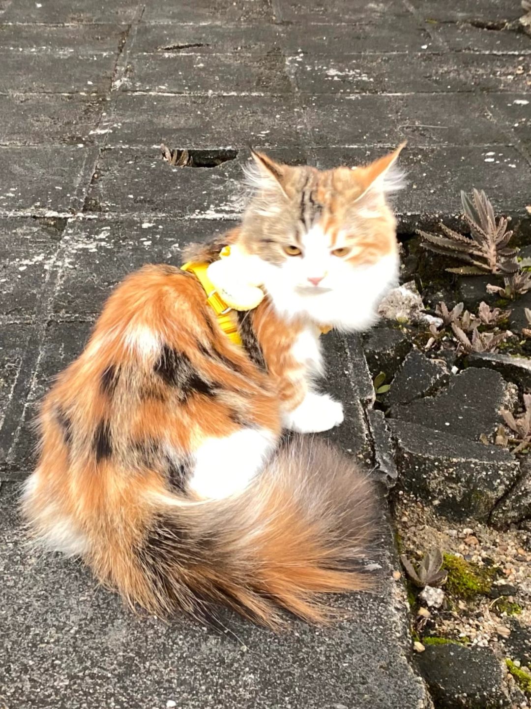 怎么有小猫生气是这个表情