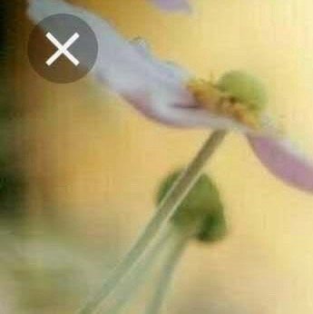 阳光信用  早安☀️美好的一天开始错过了落日余晖，也可以期待满天繁星，你走过路，