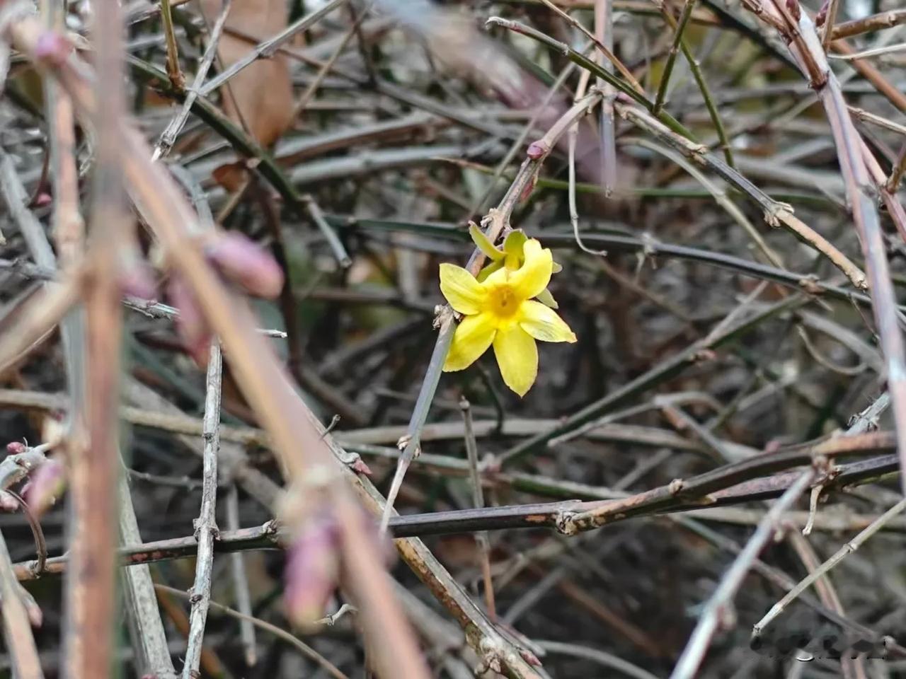 北京今年冬天的天气好怪，前几天路过通州大运河森林公园，发现居然有迎春花开了！要知