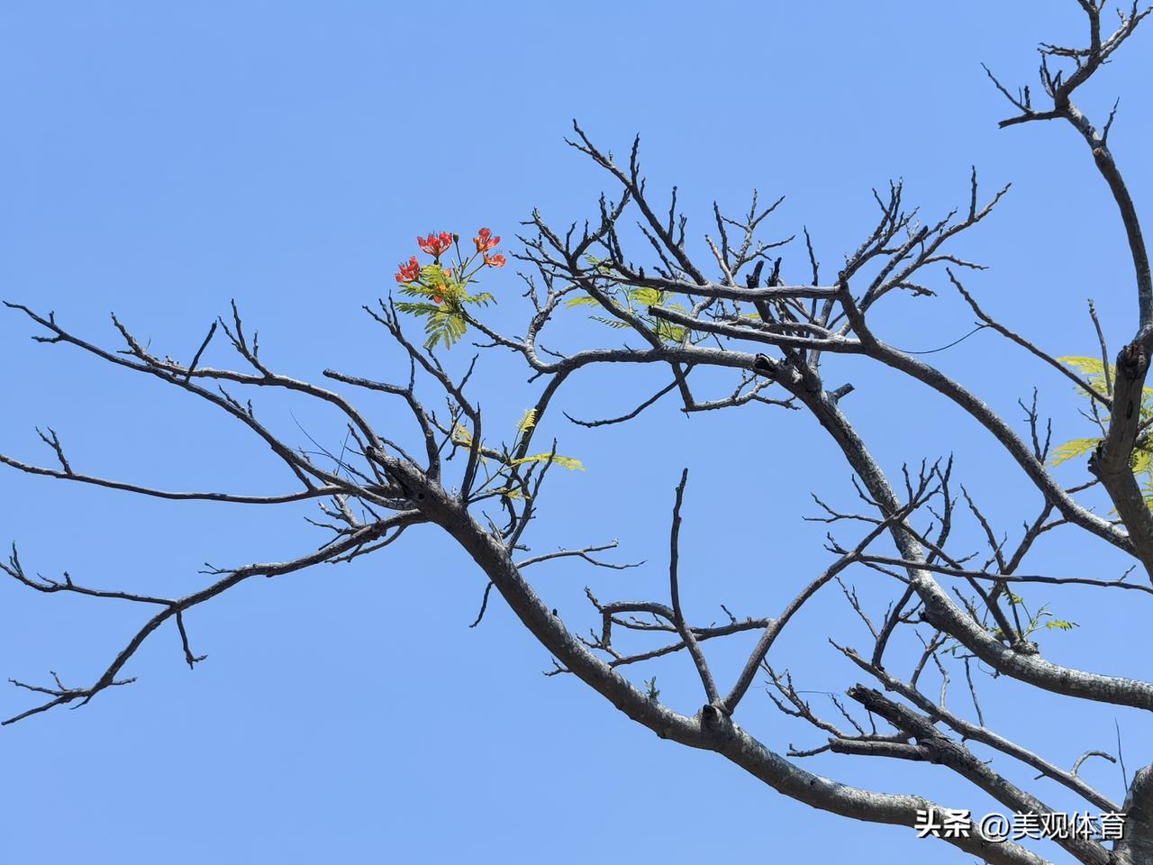 一枝独秀木棉花