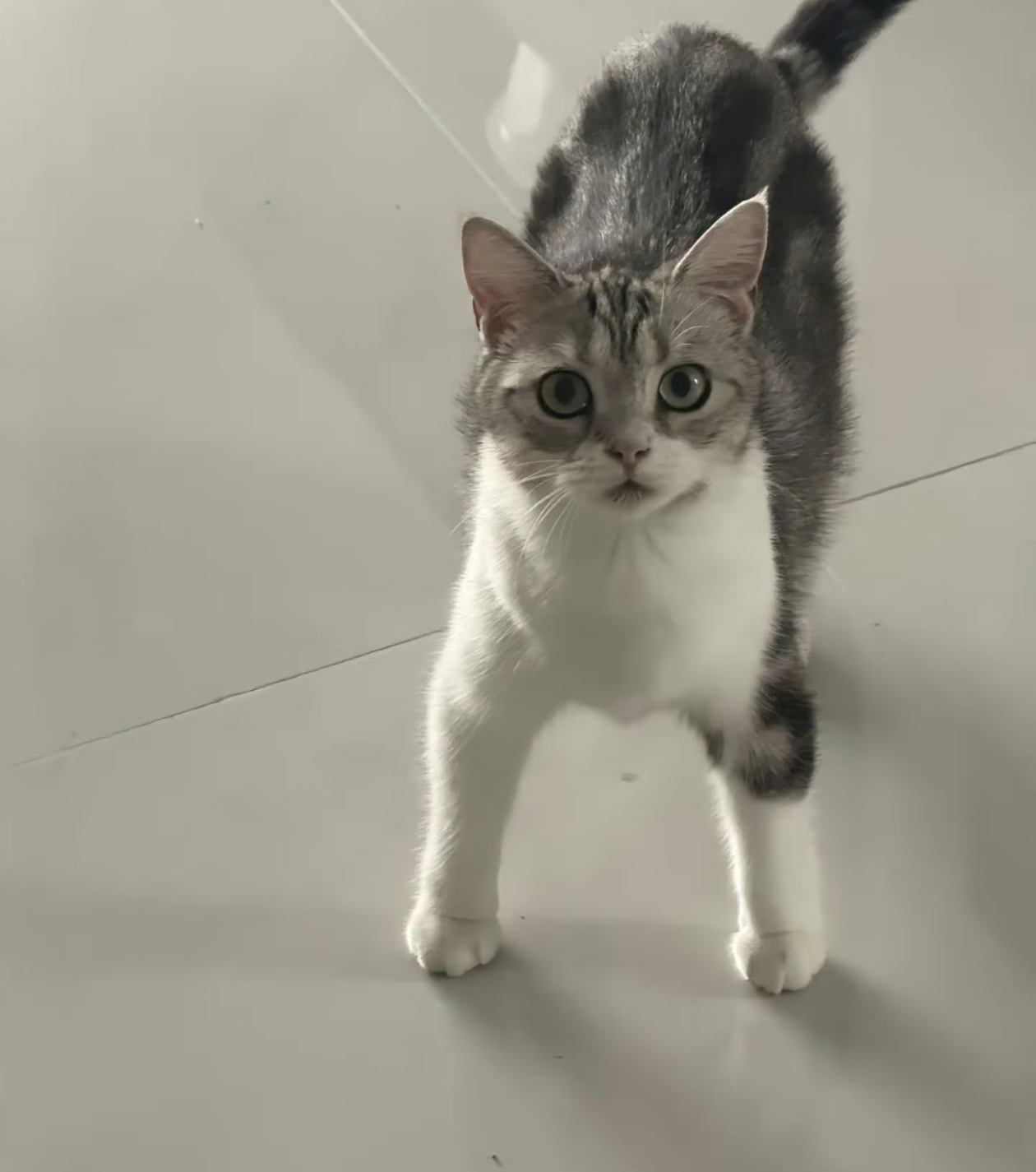 小猫骑冬瓜后遗症🈶 