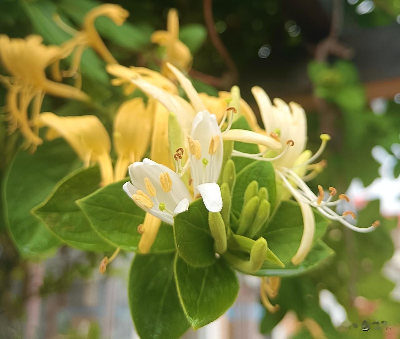 清热解毒的第一花——金银花：
我家的金银花，此时正是盛放之时，全部盛开着～～
