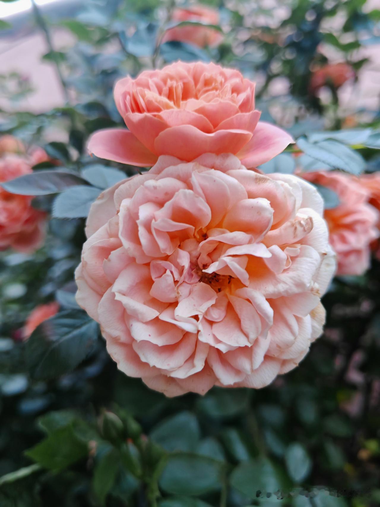 春日生活打卡季