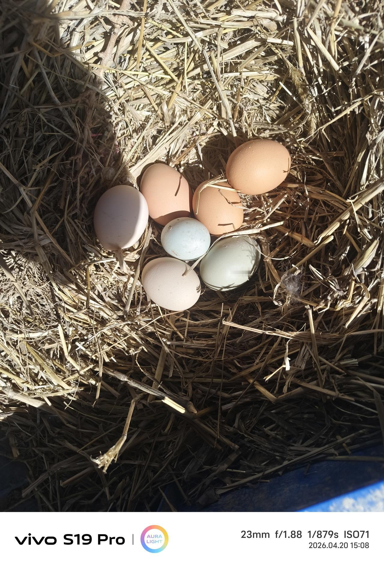 最近几天鸡挺给力的，鸭子的有点懈怠，我的六只鸡往往可以捡五个蛋，两只鸭子最多一天