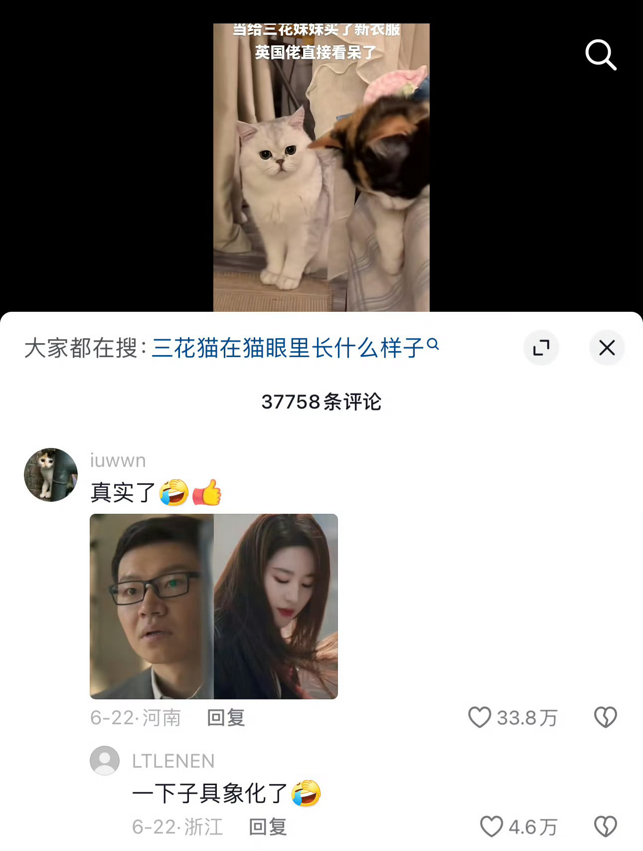 刘亦菲又被猫挠了吗这我和你说不清楚 毕竟刘亦菲和猫界刘亦菲三花猫没有同时出现过