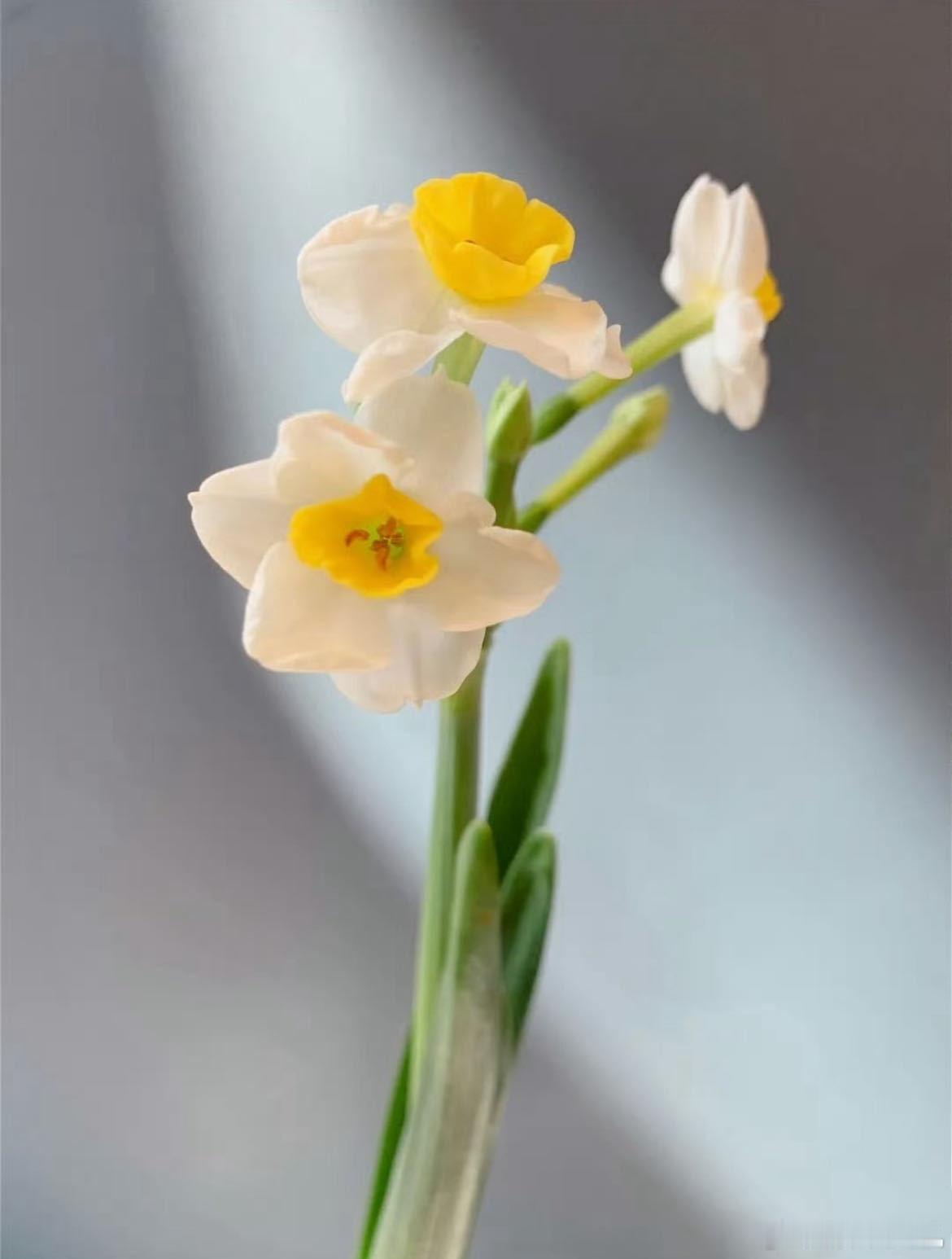 有一种水仙叫舞蹈家 它不用风也能自带“舞姿”，摆在阳台就是小风景，让平凡的居家日