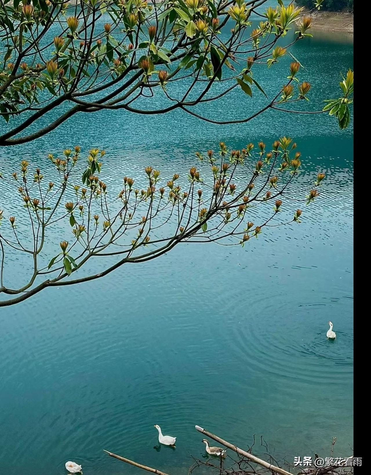 北碚圣天湖被誉为重庆小九寨，人间瑶池，这里藏着的一抹蓝，像是被神明遗落人间的蓝宝