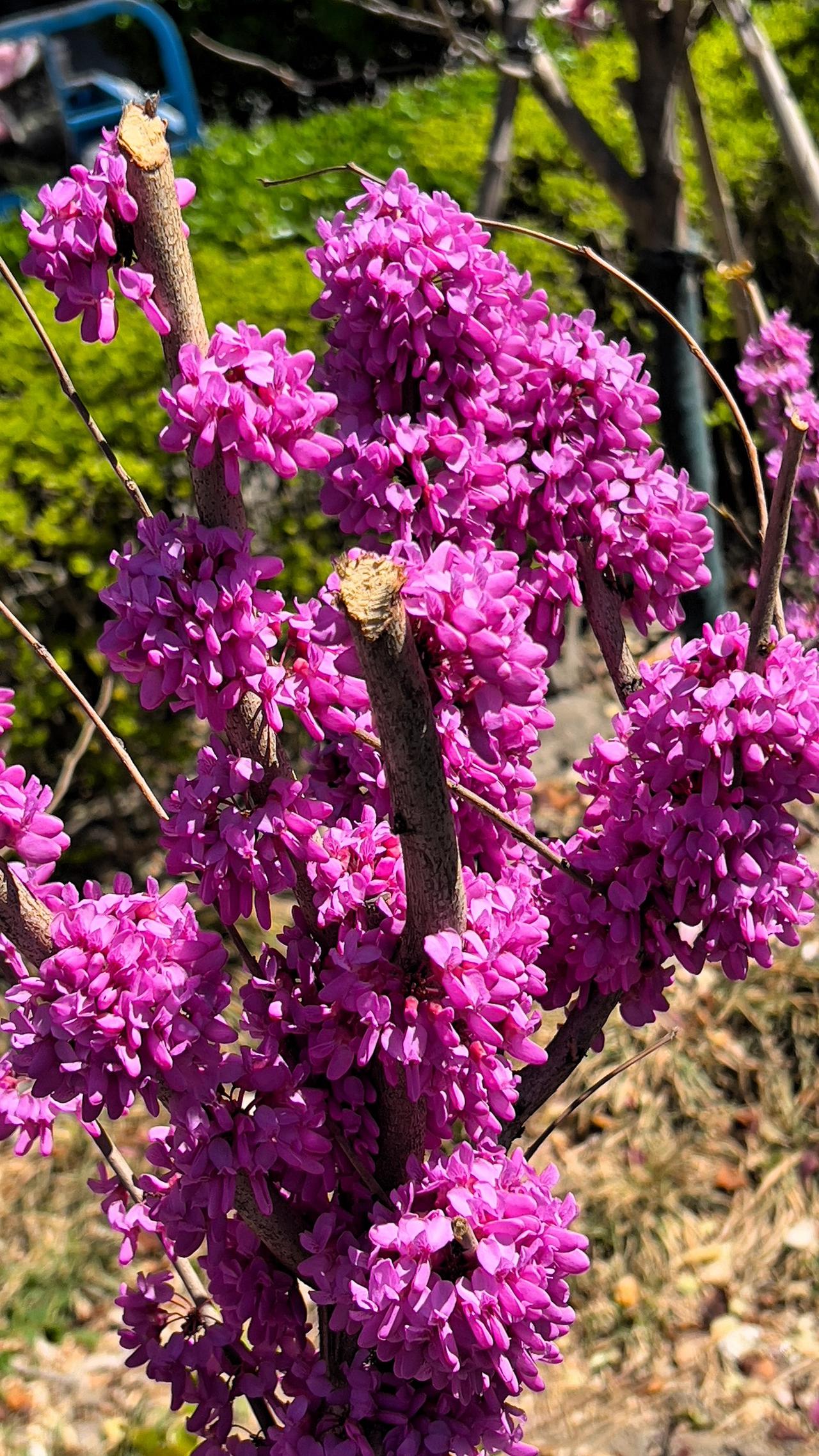 北京的四月，是紫荆最美的季节，是京城最靓丽的一道风景线。
这是我们小区路边的紫荆