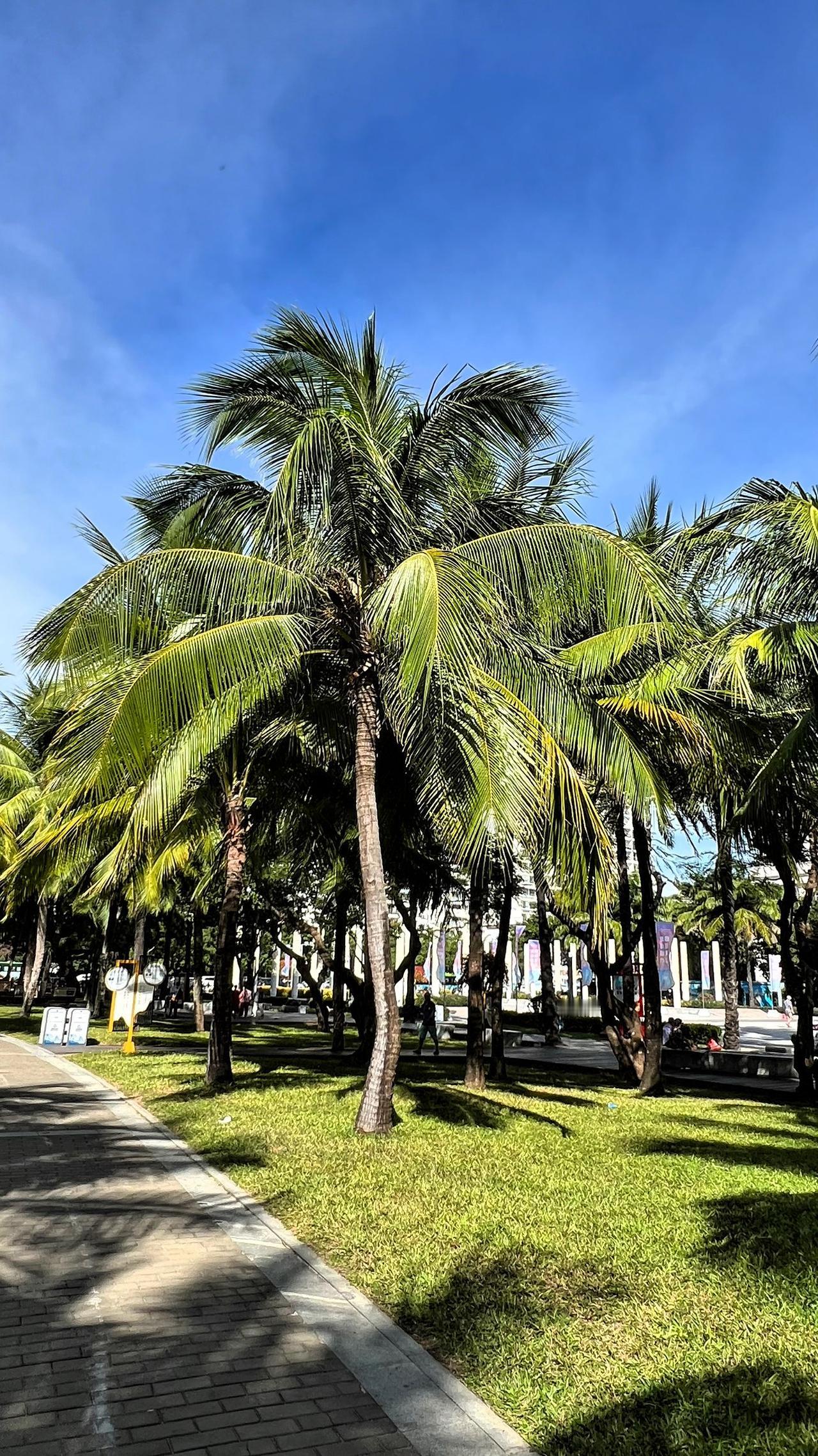 发一张图证明去过海南