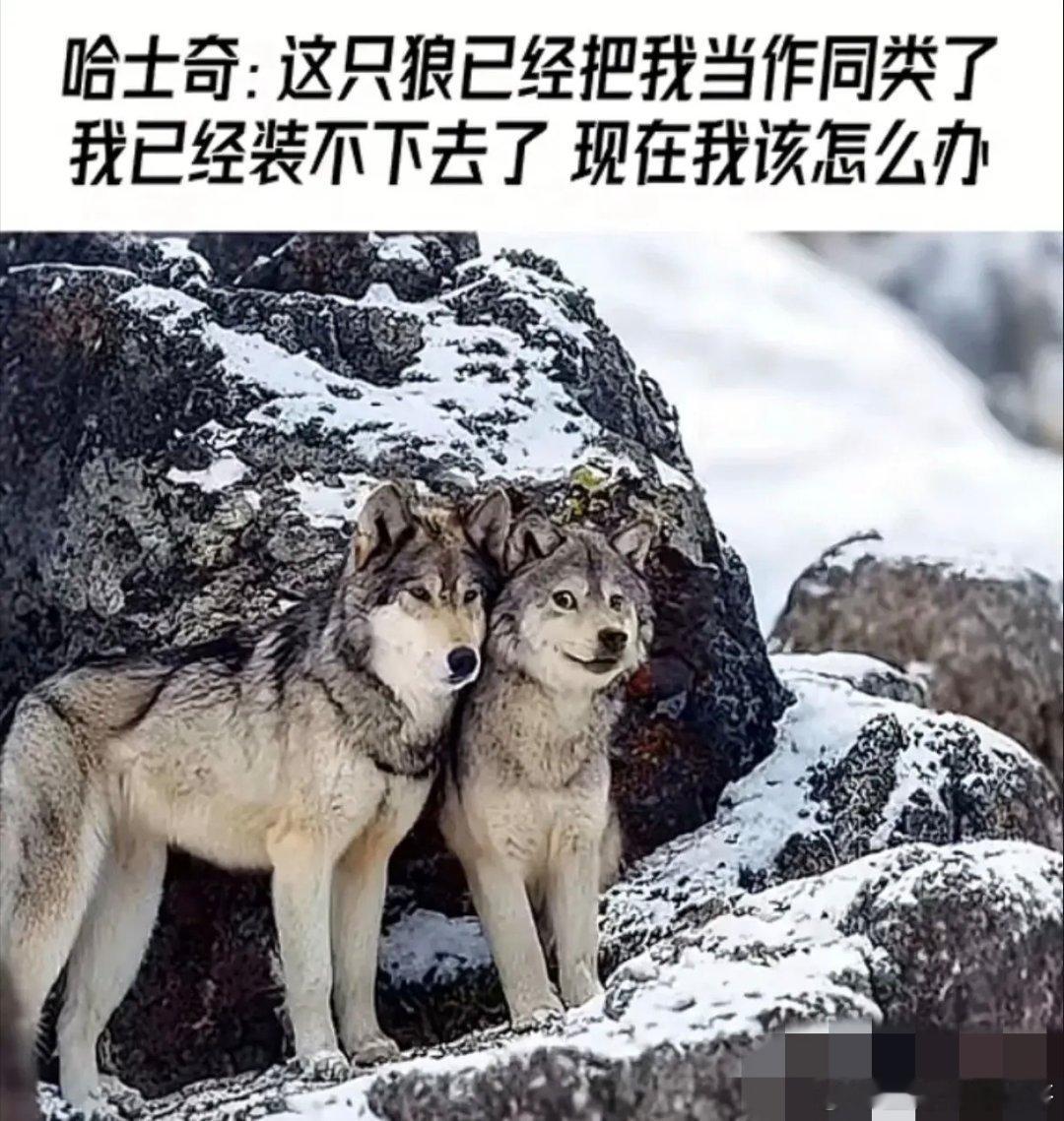 哈士奇：狼已经把我当成同类了，我该怎么办？ ​​​