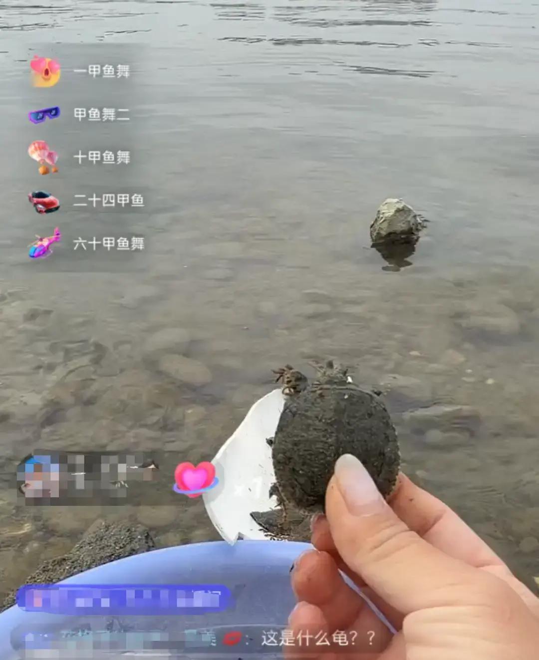 入春四川涪江边，几分钟扔进江上百只甲鱼，这打赏换善心的直播竟成生态杀手？

直播