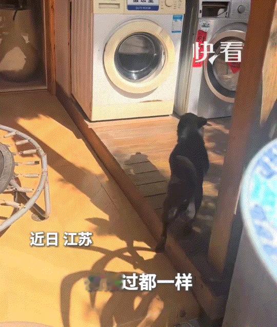 江苏一名男子，把家里淘汰的旧洗衣机改造成了狗窝。虽外表看着平平无奇、老旧朴素，但