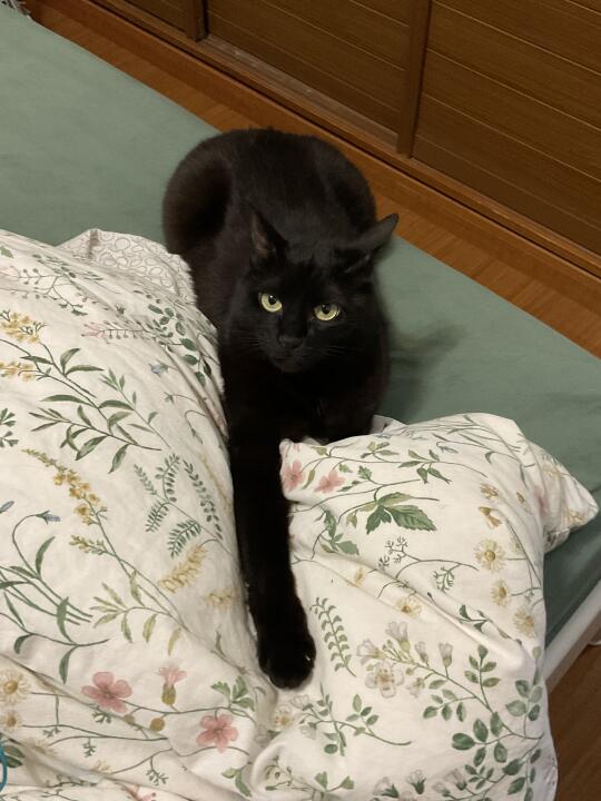 猫就这样迷倒人类